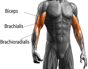 An anatomically correct image depicting the biceps, the brachialis & the brachioradialis.