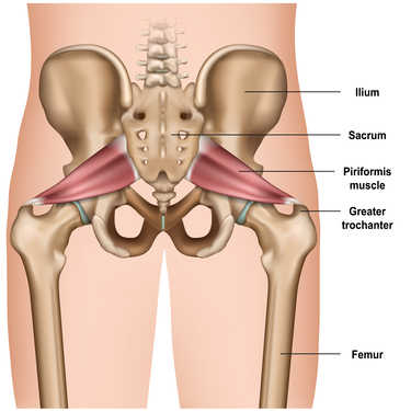 An anatomical drawing of the piriformis connecting from the sacrum to the femur